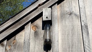 HOW TO: Homemade Carpenter Bee Trap
