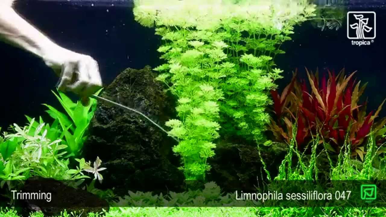 Indlæs video: