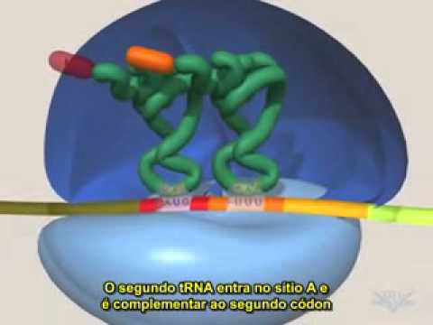 Síntese protéica_TRADUÇÃO