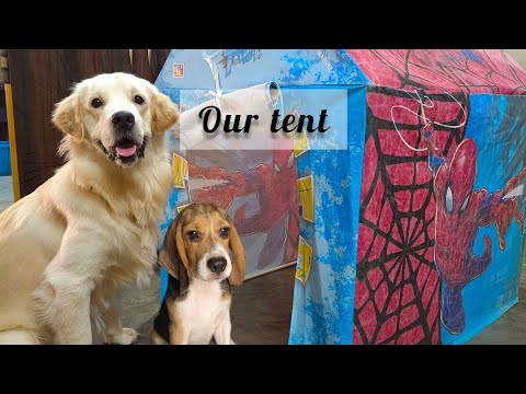 tent House ⛺ পেয়ে Gogo ও Tito কতো খুশি 😍 //Make tenthouse for my dogs//Beagle and Golden Retriever