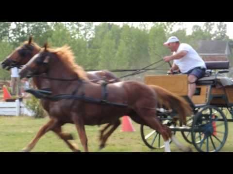 lovasnap Pápateszéren 2017 május