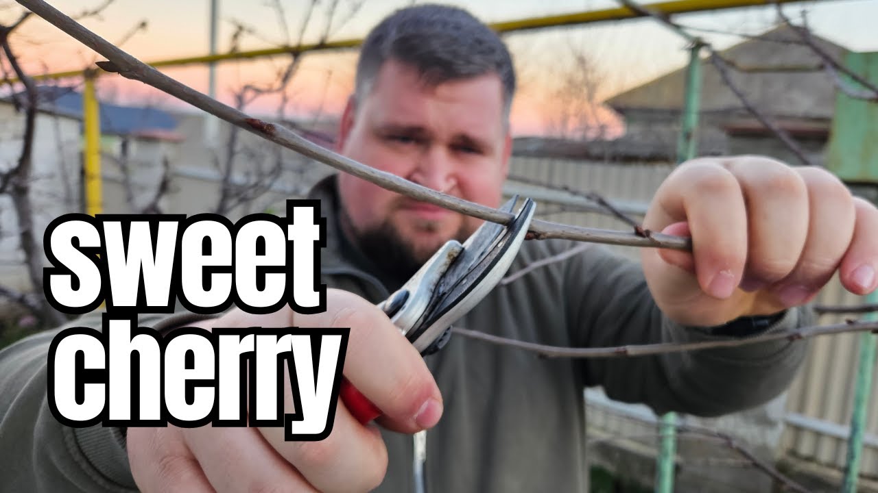 Even a child can understand these cherry tree prunings