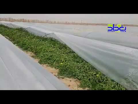 , title : 'فلاحو الزبير يعلنون استعدادهم لتغطية السوق المحلية من محصول الطماطم'