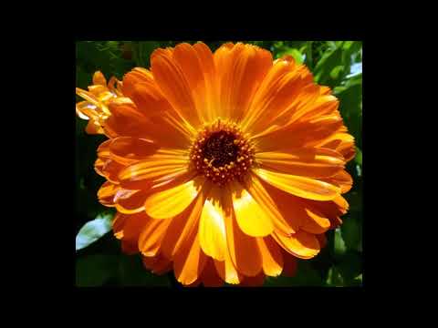 Zia Mohinuddin and Zia Fariduddin Dagar  Yaman