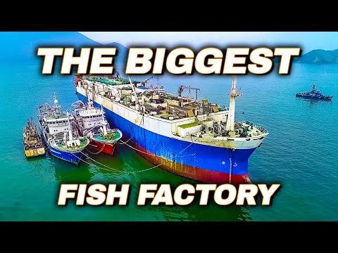 Inside a HUGE Fish Processing Vessel In The Sea Of ​​Okhotsk