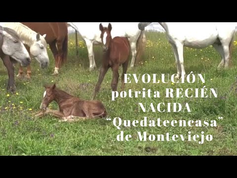 Yeguada: EVOLUCIÓN de Potrita «QUÉDATEENCASA»