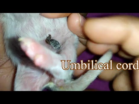 How to cut umbilical cord of Kitten | Kitten care | WeeLittlePawship
