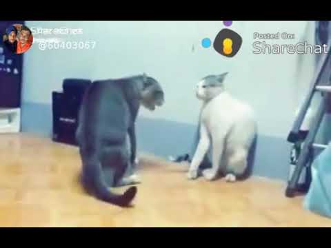 Billi the Billi Ki Ladai