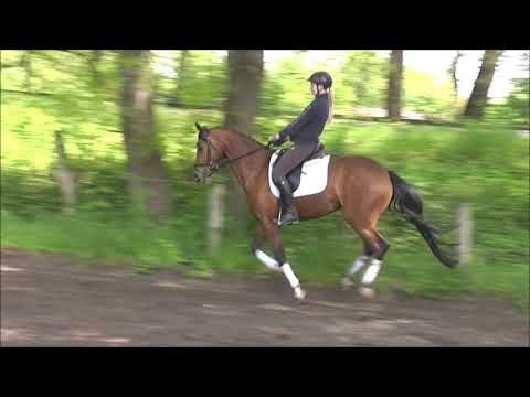 PICCOLINA 5j. v. Peron M - Diamond Hit VB 12.000,- Euro