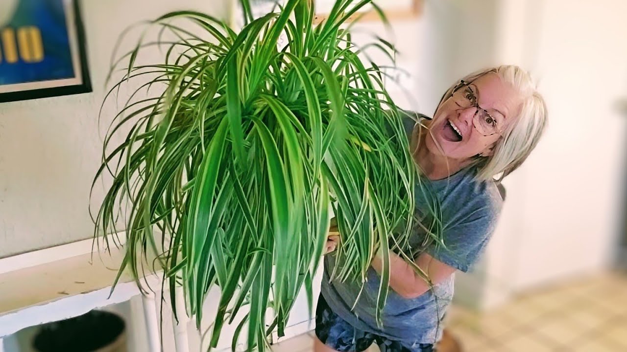 Plants! Mukbang! Goodwill & Walmart Haul!
