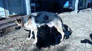 preview picture of video 'Mena with 15 puppies'