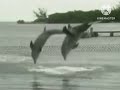 Sesame Street Dolphin