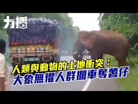 印度每日有人命喪大象腳下