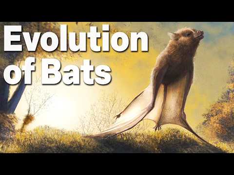 The Truth of Bat Evolution