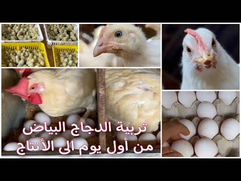 , title : 'فيديو قصير عن مراحل تربية الدجاج البياض'