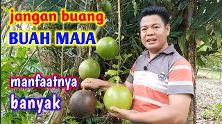 Download lagu Manfaat Dan Cara Membuat Pupuk Cair Dari Buah Maja mp3