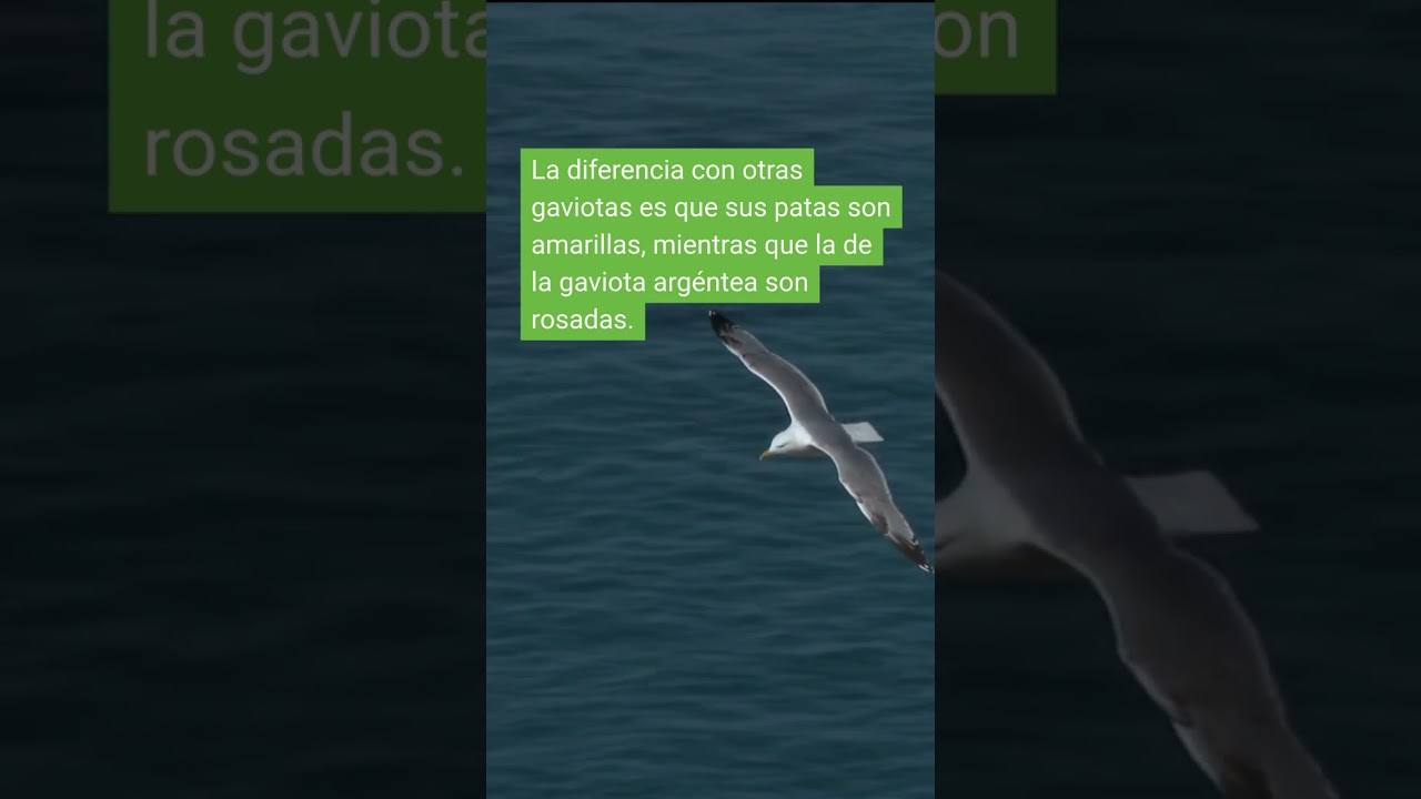 Patiamarilla = patas amarillas