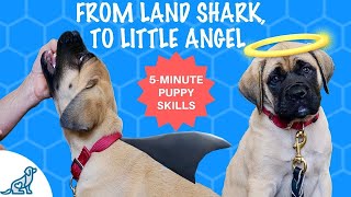 How To Train A Puppy Not To Bite Your Hands - Hand Feed Your Puppy in 5 Minutes Or Less