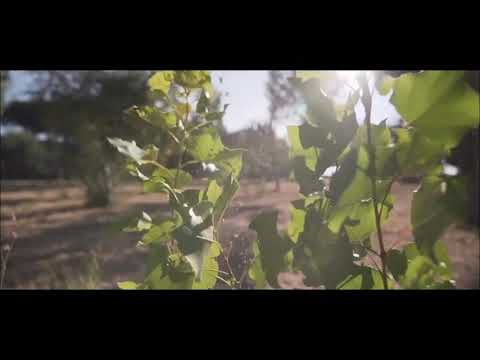 Svv x Ronine Ferrari & Plan Be - Szalona noc