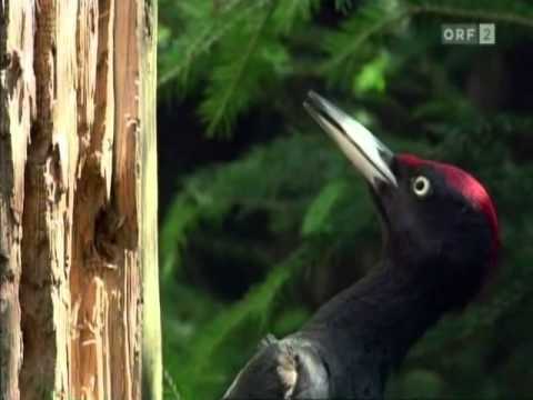 Universum: Grenzland