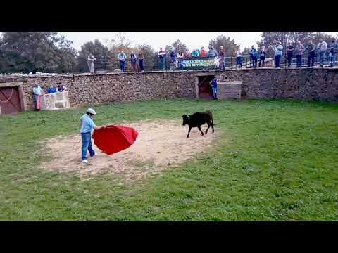 La Asociación Cultural Taurina de Vitigudino celebra su fiesta anual junto a los toros de Orive
