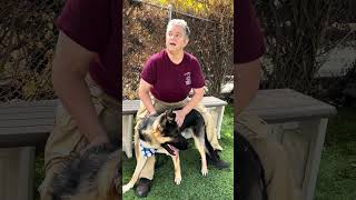 Video preview image #1 German Shepherd Dog Puppy For Sale in Pasadena, CA, USA
