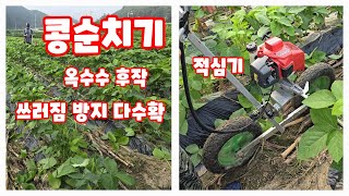 콩순치기 옥수수후작 메주콩 늦은 콩순치기 쓰러짐방지 다수확 [콩재배방법]