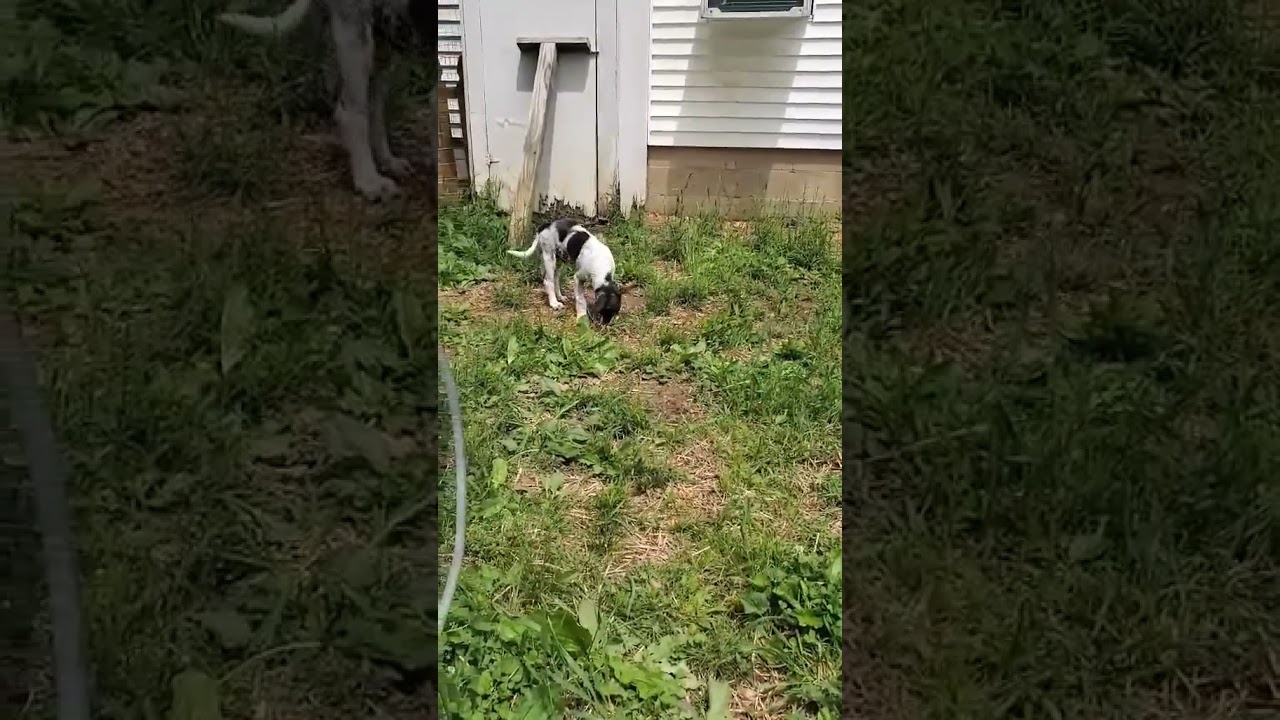 Enlarge Salsa in KY - Silly Little Comedian!, an adopted mixed breed in Paducah, KY video 4/4