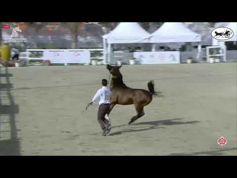 N 233 D SHUJA'A   Sharjah International Arabian Horse Festival 2021   Stallions 4 6 Years Old Class