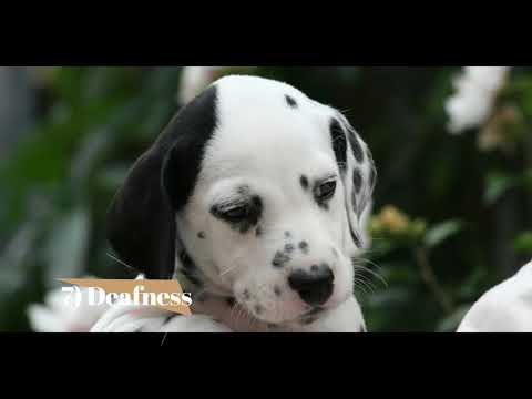 Dalmatian   Top 10 Interesting Facts