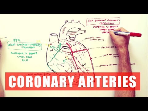 Coronary Arteries - Anatomy Tutorial