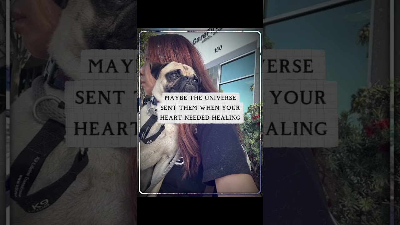 Enlarge Bugsy, a ADOPTABLE Pug in Helendale, CA video 3/3