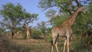 preview picture of video 'Zuid-Afrika: Vakantiehuis Mhofu = Marloth & Kruger Park'