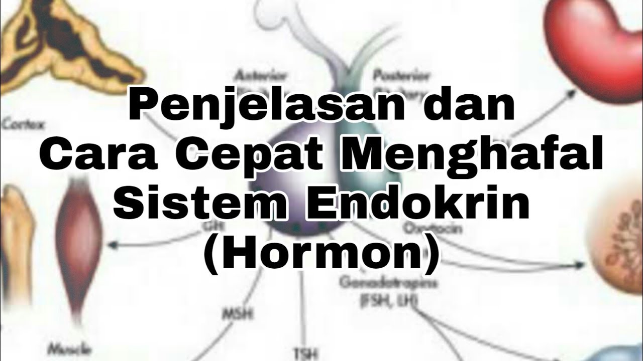 Penjelasan dan Cara Cepat Menghafal Sistem Endokrin (Hormon)