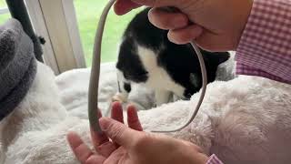 Testing the 4 Pack Flea Collar for Cats for 7 Days — What We Learned X7089