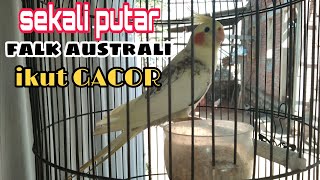 Download lagu falk australi gacor sangat COCOK buat MASTERAN falk australi malas bunyi mp3