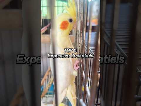 TOP 5 EXPENSIVE COCKATIELS MUTATIONS🦜🤑