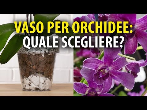, title : 'Vasi per Orchidee. Quale Scegliere?'