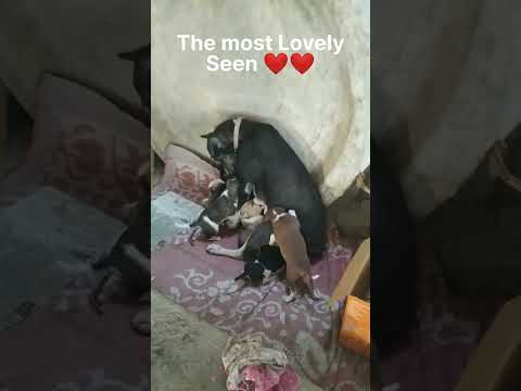 Annie And His Cute Puppies 😍😍 | The Street Dog | #dog #puppy #pets