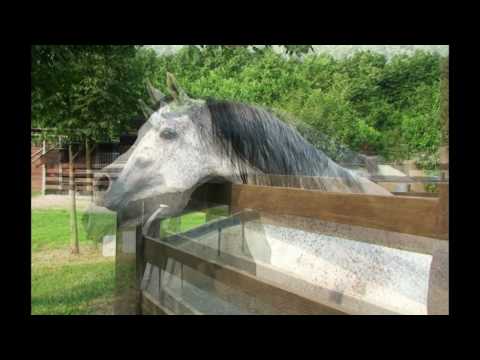 Repertorio stalloni PSA : Chefrem lc (Brianz Xaver x Creta Moniscione)