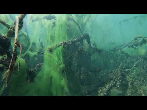 Duiken in de Nionplas  Nederland, WAUW... alle soorten vis!