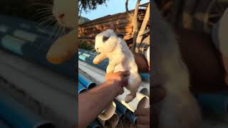 A mini coelha pariu no mato !!