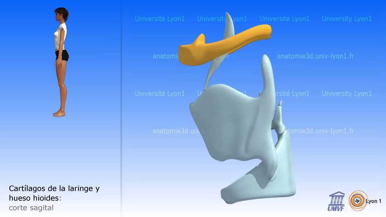 La laringe 02
