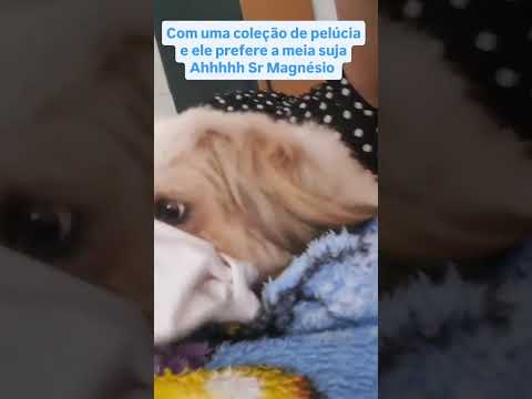 Sr Magnésio#filhotesdecachorro #shihtzu #ourilandiadonorte #srmagnesio