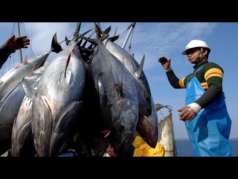 The Most Advance Monster Bluefin Tuna Net Fishing Boat. Best Big Catch Fish Video