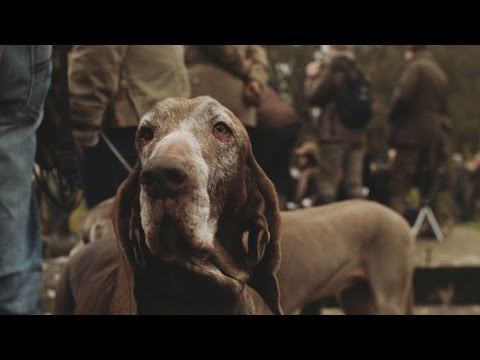NL Jaagt - NIMROD 2016 Dutch Hunting Dog Championship Competition
