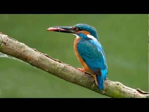 Kingfisher ~ BirdCall ~ bird song
