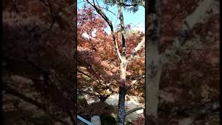 Download lagu Pemandangan Jepang Bunga Sakura  #shorts #bunga sakura mp3