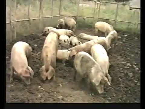 Општина Зрновци 1999 година...краток документарец! Opstina Zrnovci 1999 godina,kratok dokumentarec!