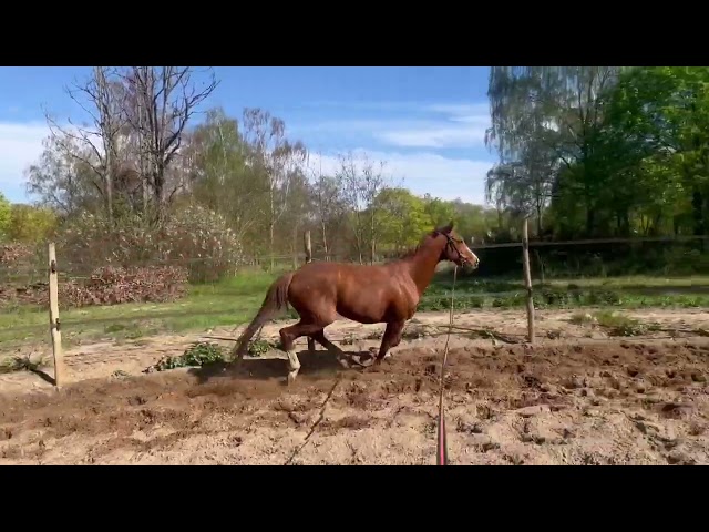 Pur sang exeptionnel 7 ans cherche sa nouvelle famille 